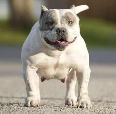 A stocky white and gray dog standing on a paved surface.
