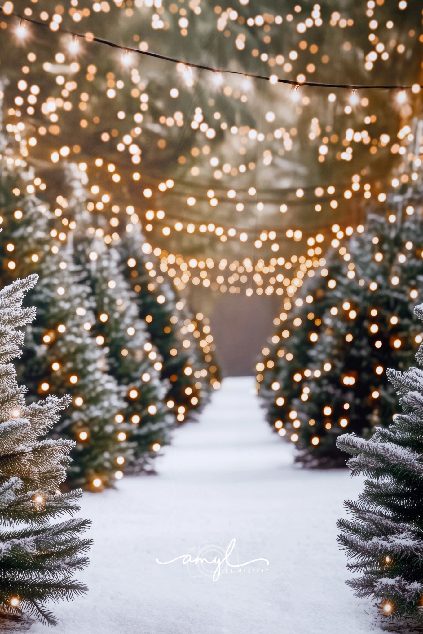 Christmas trees with twinkle lights for family studio photography mini session background near me