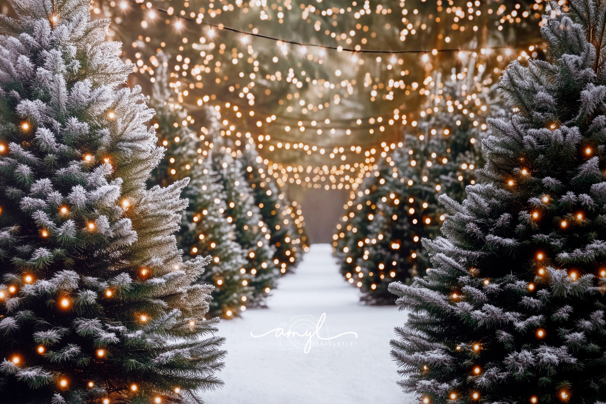 Christmas mini Bradenton FL photographer in studio $125 5-7 images 15 minute session