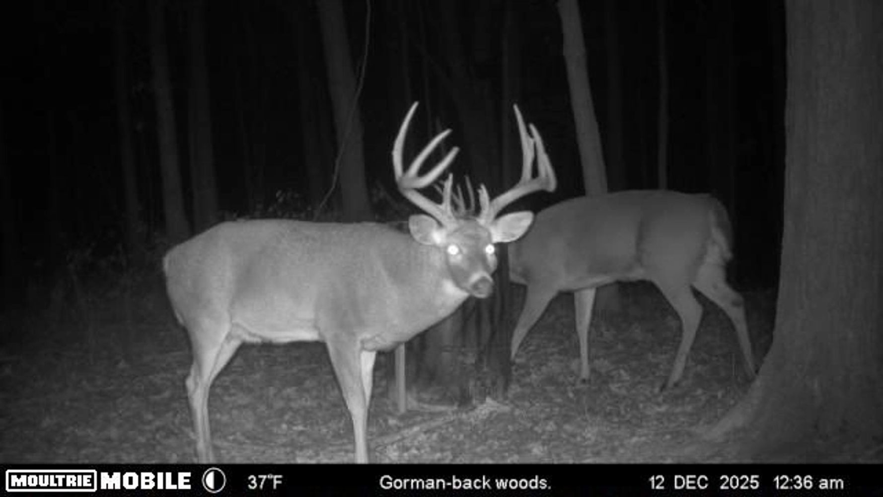 Two deer stand in a dark forest at night, one with large antlers.