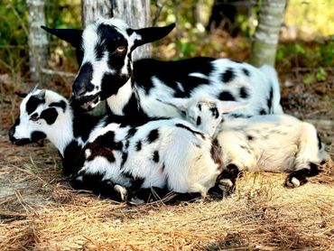 A black and white goat with two kids resting on the ground in a forested area.