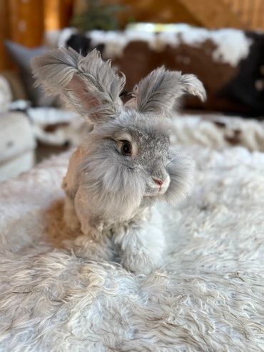 Fluffy gray rabbit with large tufted ears sitting on a soft white rug.
