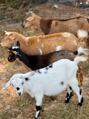 Four goats of different colors standing outdoors on grass.
