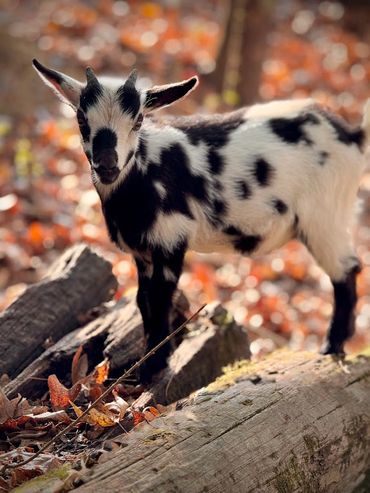 A young black and white goat standing on logs with autumn leaves in the background.