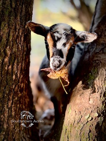 A goat holding a leaf between two trees in soft sunlight.