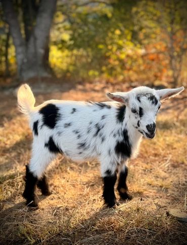 A small black and white baby goat stands on dry grass in sunlight.