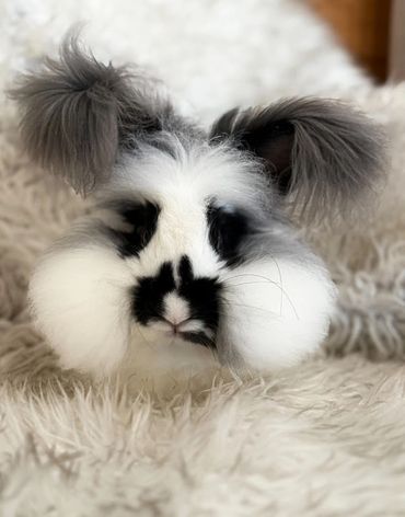 Fluffy black and white rabbit with distinctive markings and large ears.