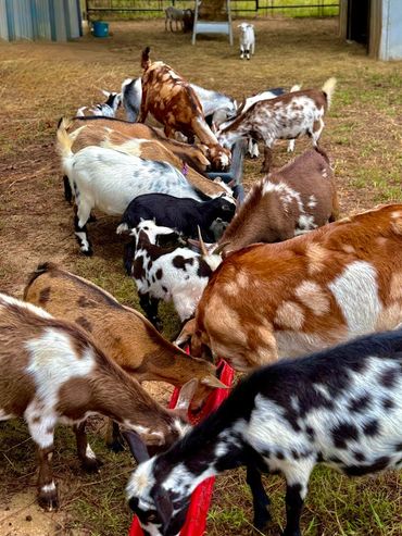 A group of goats eating from a red trough in a barn.