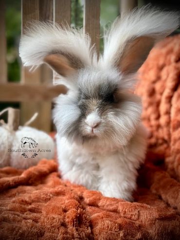 Fluffy bunny with large ears sitting on a cozy orange blanket.