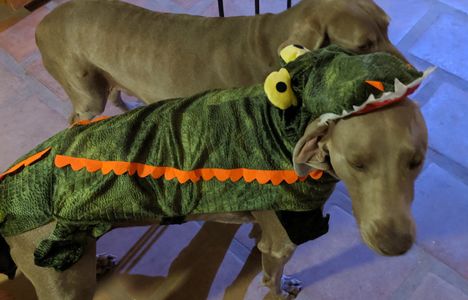 Razor as an alligator! Blade in the back ground.