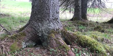 The forested acres provide natural beauty.