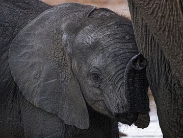 A baby elephant touching its mother with its trunk.