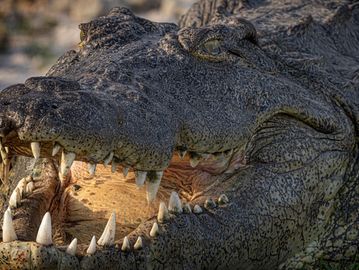 Close-up of a crocodile's open mouth showing sharp teeth.