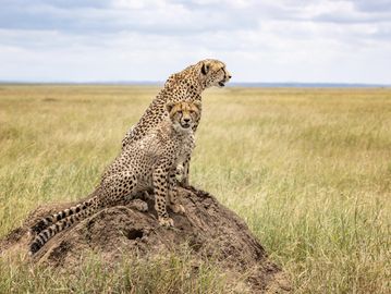 Two cheetahs perched on a mound in a grassy savanna.
