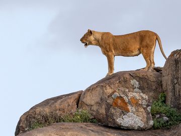 A lioness stands alert on a rocky outcrop against a cloudy sky.