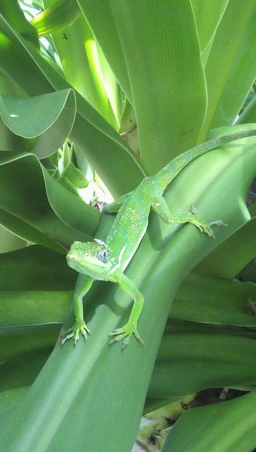 Bella Vie Downtown Delray rental, vacation rental, weekly rental, party venue, event venue