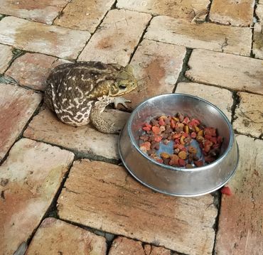 Bella Vie Downtown Delray rental, vacation rental, weekly rental, party venue, event venue