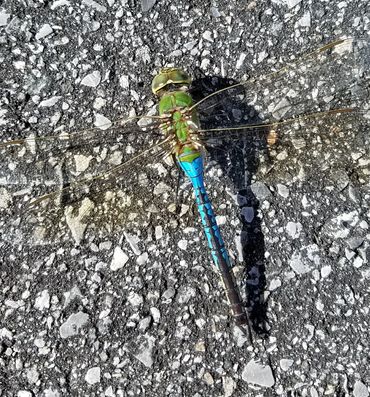 Bella Vie Downtown Delray rental, vacation rental, weekly rental, party venue, event venue