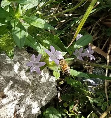 Bella Vie Downtown Delray rental, vacation rental, weekly rental, party venue, event venue