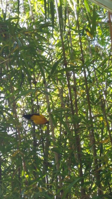 Bella Vie Downtown Delray rental, vacation rental, weekly rental, party venue, event venue