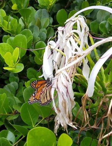 Bella Vie Downtown Delray rental, vacation rental, weekly rental, party venue, event venue