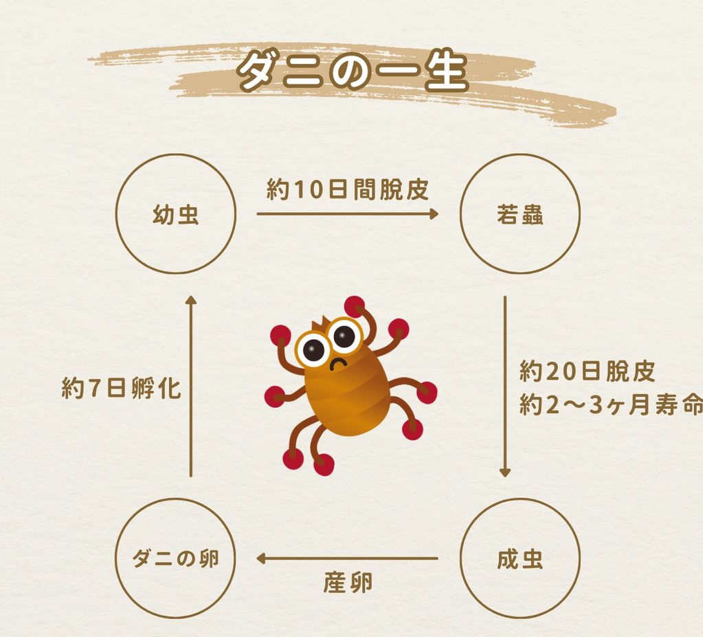 ダニの一生
