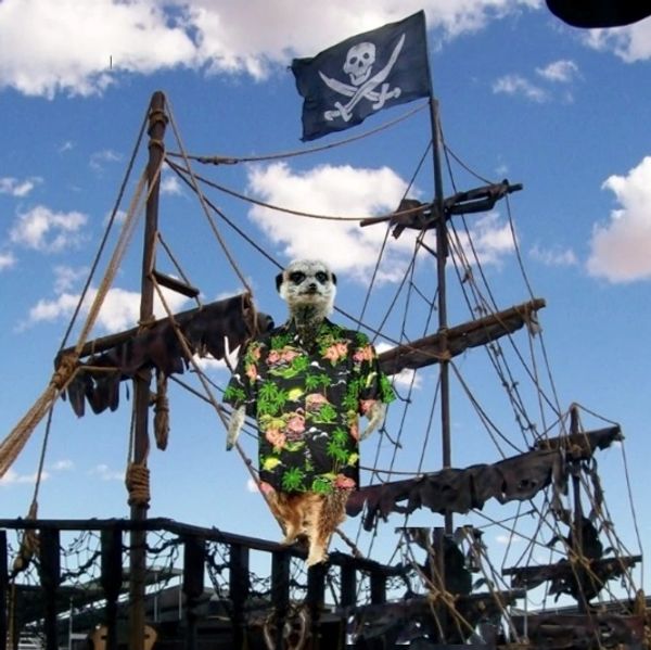 Meerkat on a pirate ship.