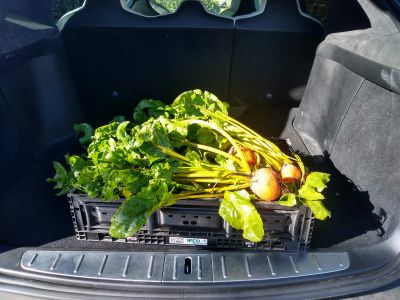 Fresh beetroots with leafy greens in a crate inside a car trunk.