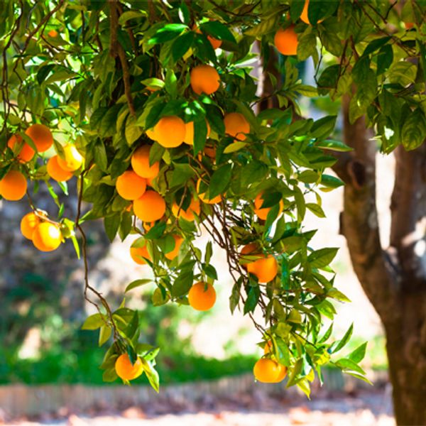 ritual massada masaje relajante