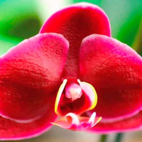 ritual massada masaje relajante