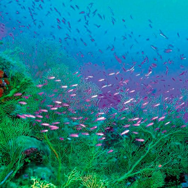 ritual massada masaje relajante