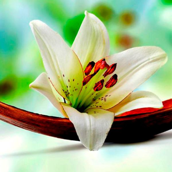 ritual massada masaje relajante