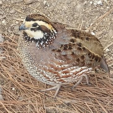Northern Bobwhite posing for his picture.