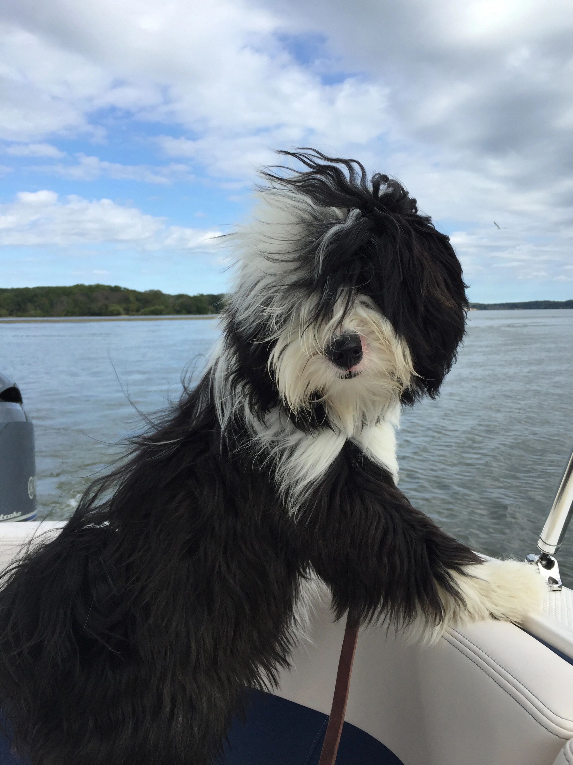 Trisong Tibetan Terrier 2025