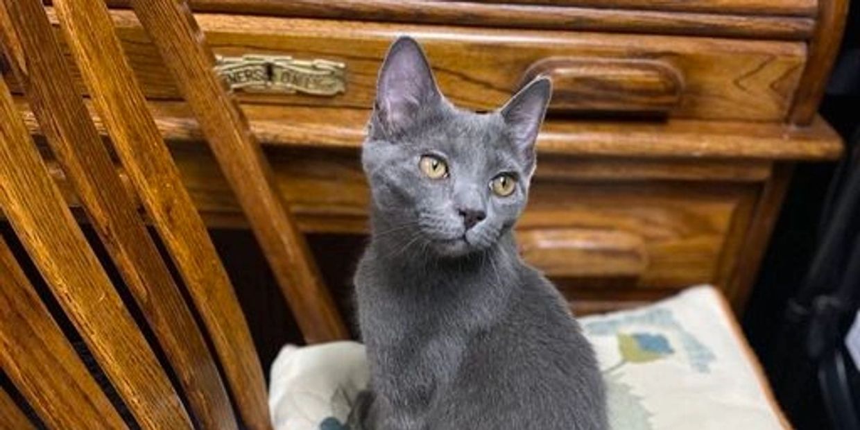 A sleek gray cat sitting on a cushion near wooden furniture.