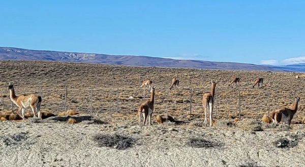 Guanacos