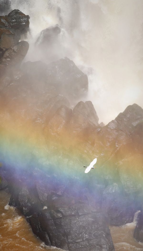 Great Egret in the Mist