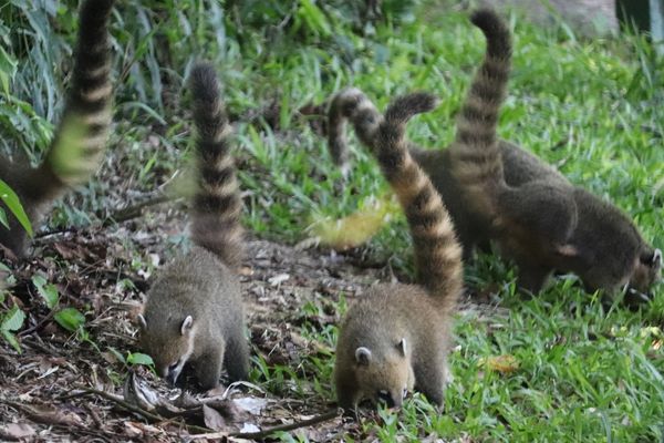 Coati