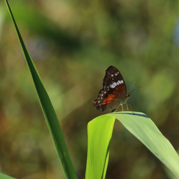 Unidentified Butterfly