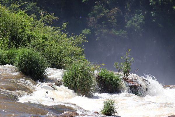 White Heron Fishing on the Edge