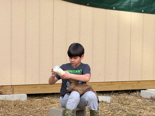 A boy in boots feeds a baby goat with a bottle outdoors.