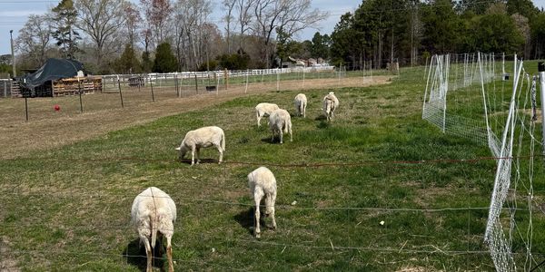 A group of sheep grazing in a fenced pasture under a partly cloudy sky.