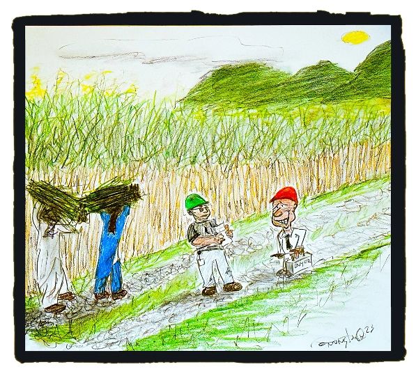farmers heat health hazard kidney disease sugarcane agriculture workers climate change