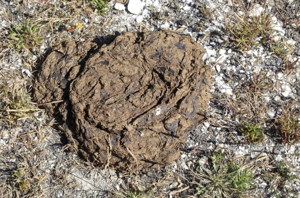 Beef cow manure on beach at Drake's Estero, Point Reyes National Seashore. Photo: Jocelyn Knight.
