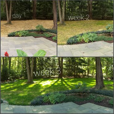 collage of grass seed growth