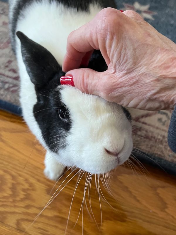 Rey of sunshine 🐰