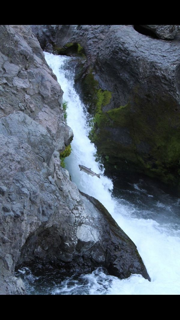 A fish leaps upstream against a rocky waterfall.