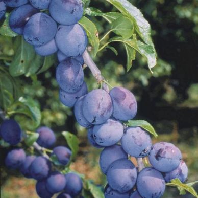 We think that damsons are vastly under-rated as an orchard tree and should be grown more widely. Ori