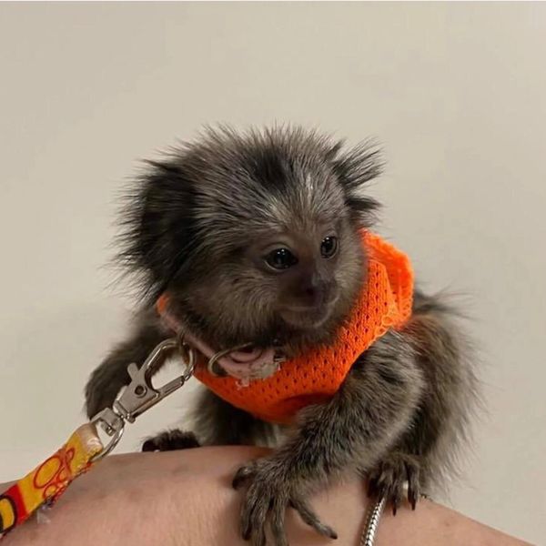 A small monkey wearing an orange harness sitting on a person's arm.