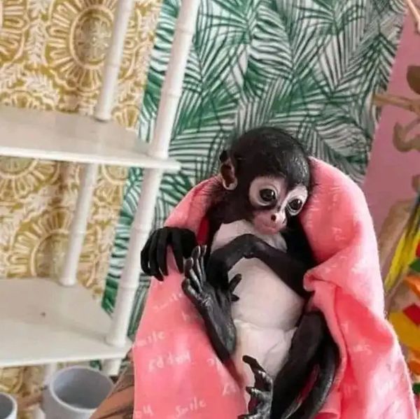 A baby monkey wrapped in a pink blanket, looking curious.